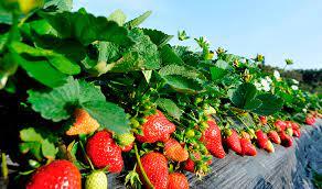 Soluciones de riego para el cultivo de berries