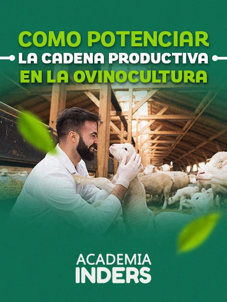 Como Potenciar La Cadena Productiva En La Ovinocultura