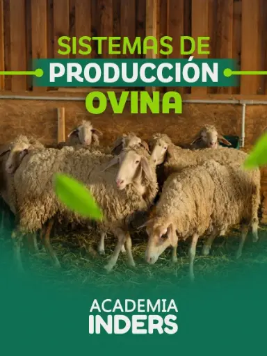 Sistemas De Producción Ovina