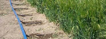 Riego Por Goteo Subterráneo (SDI) En Cultivo De Alfalfa