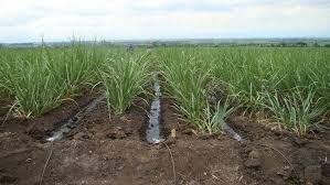 Caña De Azúcar. Módulo 2: Seguimiento De Indicadores Para Altos Rendimientos