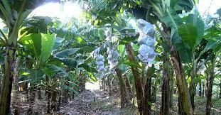 Fertirriego En Banano Análisis De Los Indicadores Claves De Rendimiento