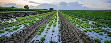 Acolchados Plásticos En La Agricultura | Con Armando Vázquez De Jucaxi