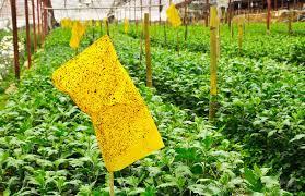 Manejo Integrado De Plagas En Hortalizas | Con Liseth Fuentes