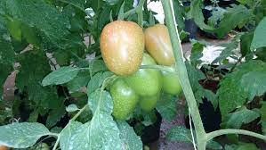 Introducción Al Cálculo Automatizado De Soluciones Nutritivas | Joel Hernandez O.