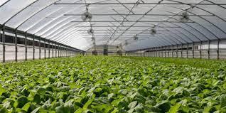 Emprende En Agricultura Protegida | Con Joel Hdez | SMEAP