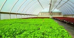 Adaptación Y Acondicionamiento De Invernaderos | Alex Pacheco & Daniel Barrera | Webinar