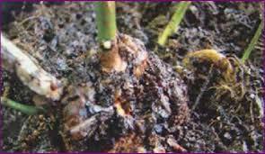 Berries | Conociendo La Raíz Y Sustrato | SMEAP