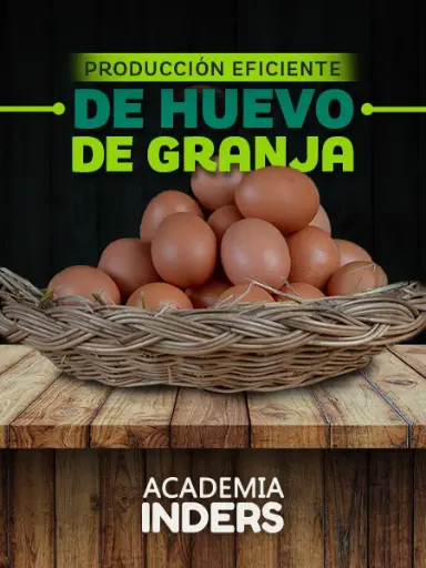 Producción Eficiente De Huevo De Granja