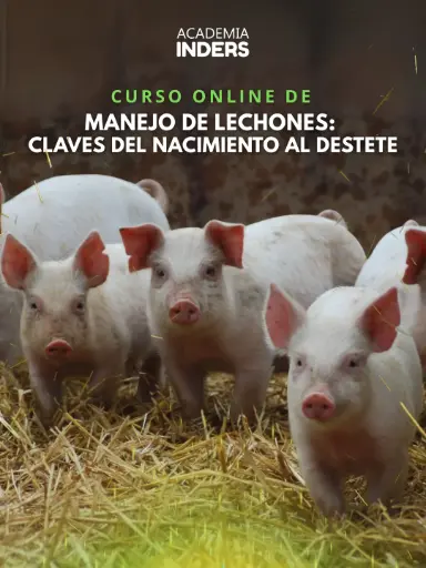 Manejo De Lechones: Claves Del Nacimiento Al Destete