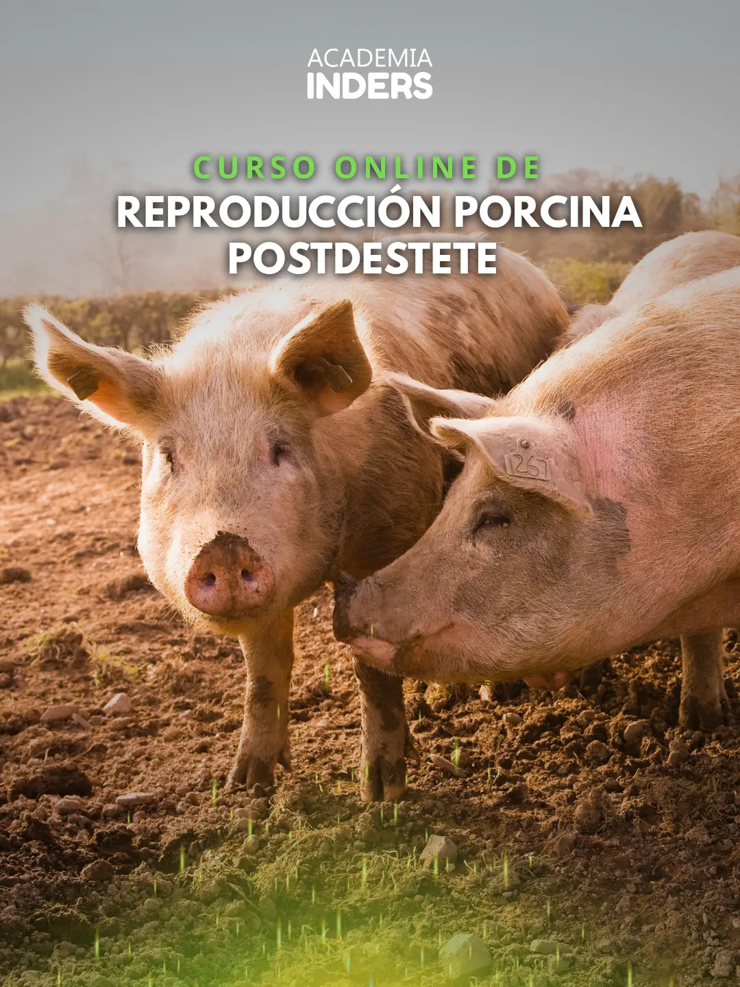 Curso Especializado En Reproducción Porcina Postdestete