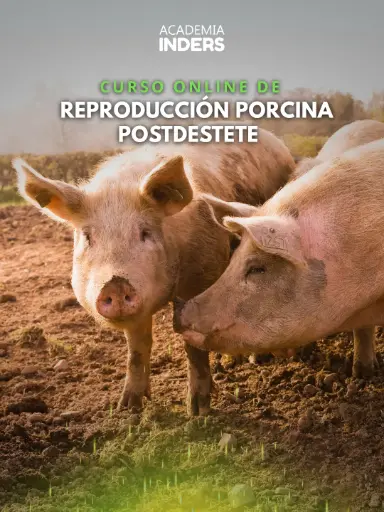 Curso Especializado En Reproducción Porcina Postdestete
