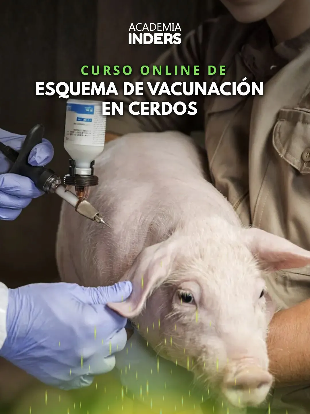 Esquema De Vacunación En Cerdos